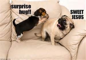 dump-day-funny-dogs-surprise-hugs_34769_thumb