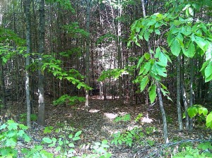 open woods