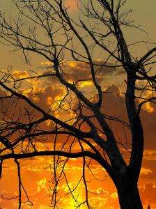tree_sunset_sky