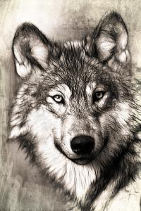 wolf_portrait_pe